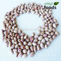 New Crop And Xinjiang Origin Light Speckled Kidney Bean